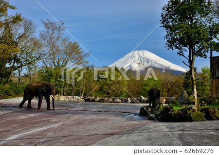Safari Park, Elephants and Mt. Fuji, Asian Elephant (1) 62669276
