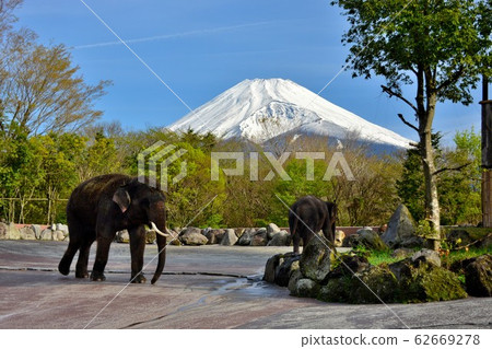 Safari Park, Elephants and Mt. Fuji, Asian Elephant (3) 62669278