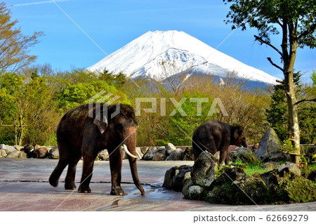 野生動物園,大象和富士山,亞洲象(4) 野生動物園,大象和富士山,亞洲象(4) 62669279