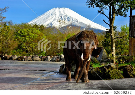 野生動物園，大象和富士山，亞洲象（7） 62669282