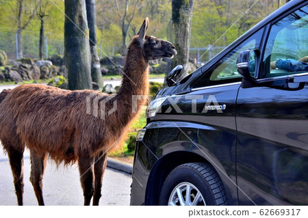 Llama (1) Llama (1) 62669317