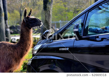Llama (2) that came to safari park, car 62669318