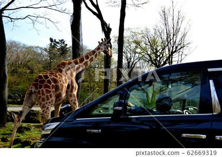 Giraffe crossing a safari park / road 62669319