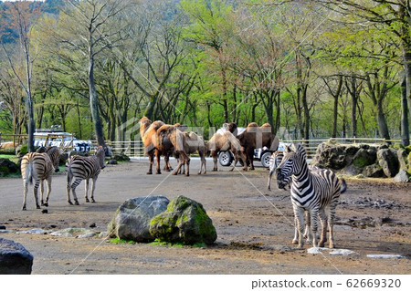 Safari park camels and zebras 62669320