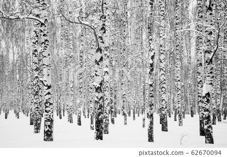 Winter birches black and white 62670094