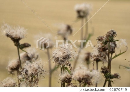 Tamurasou in the mowed rice field Tamurasou in the mowed rice field 62670749