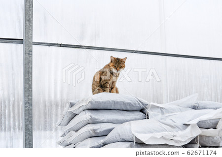 farm cat protects the greenhouse from rodents 62671174