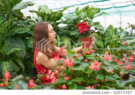 girl in a red dress in the midst of red flowers girl in a red dress in the midst of red flowers 62671397