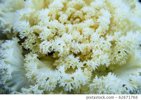 Leaf peony and frost 62671768