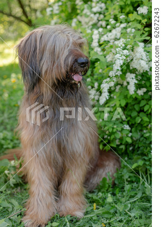 A red shepherd dog, briard is playing on the spring meadow. A red shepherd dog, briard is playing on the spring meadow. 62672243