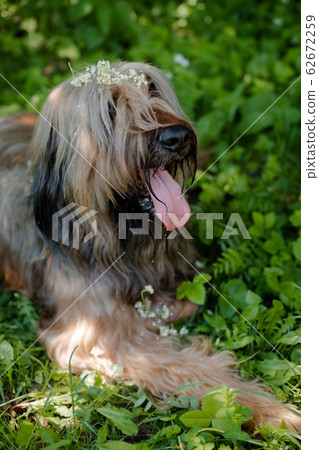 A red shepherd dog, briard is playing on the spring meadow. A red shepherd dog, briard is playing on the spring meadow. 62672259