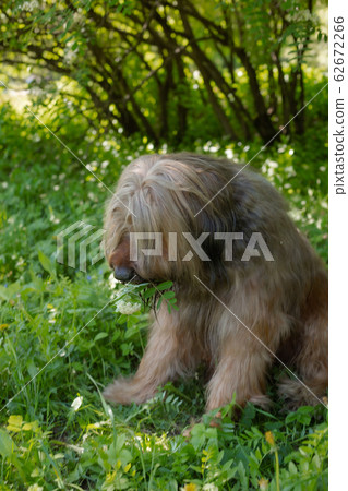 A red shepherd dog, briard is playing on the spring meadow. A red shepherd dog, briard is playing on the spring meadow. 62672266