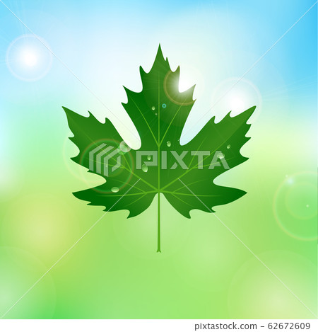 vector maple leaf with drops of water vector maple leaf with drops of water 62672609