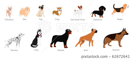 Different type of vector cartoon dogs. Different type of vector cartoon dogs. 62672641