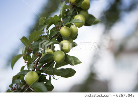 Mirabelles on a tree 62673042