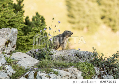 Alpine marmot between flowers 62673043