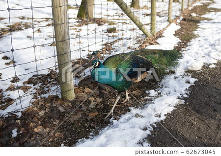 Portrait of a colourful peacock Portrait of a colourful peacock 62673045