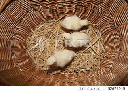 Turkey chicken in a basket 62673046