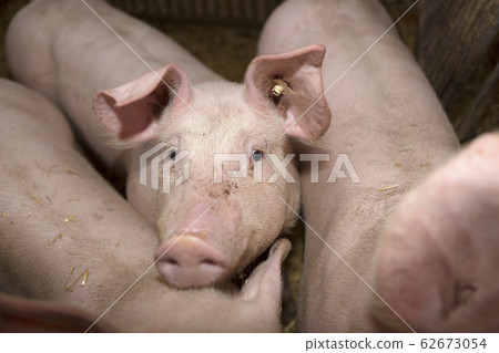 Young pigs in a pigsty 62673054