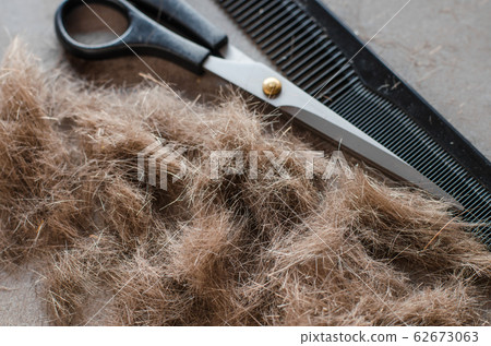 Pile of cut hair, scissors for haircuts and comb. Tools for haircuts. Pile of cut hair, scissors for haircuts and comb. Tools for haircuts. 62673063