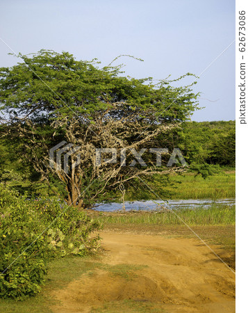 Bundala National Park in Sri Lanka Bundala National Park in Sri Lanka 62673086