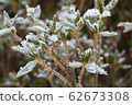 Ishikusu flower branches frozen in winter 62673308