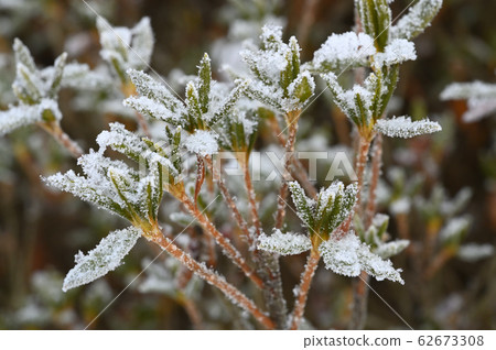 Ishikusu flower branches frozen in winter 62673308