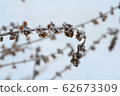 Basil withered in winter 62673309