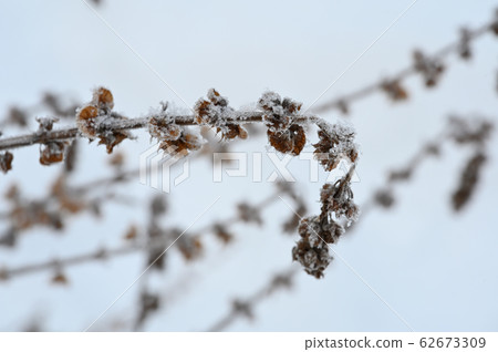 Basil withered in winter Basil withered in winter 62673309