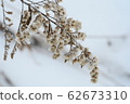 Withered tall awakusa standing on the snowy field 62673310