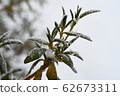 Ishikusu flower branches frozen in winter 62673311