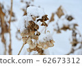 Withered hydrangea flowers towering in the snow 62673312