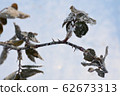Rose branch withstanding cold 62673313