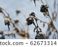 Chrysanthemums that withered in winter 62673314