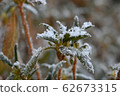 Ishikusu flower branches frozen in winter 62673315