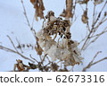 Withered hydrangea flowers towering in the snow 62673316