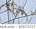 Withered tall awakusa standing on the snowy field 62673317