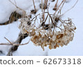 Withered hydrangea flowers towering in the snow 62673318