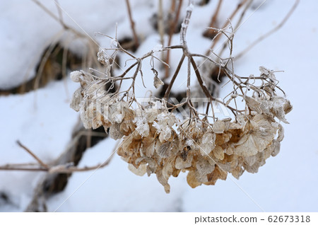 Withered hydrangea flowers towering in the snow Withered hydrangea flowers towering in the snow 62673318