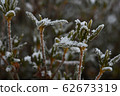 Ishikusu flower branches frozen in winter 62673319