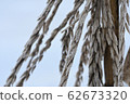 Winter corn ears 62673320