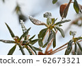 Ishikusu flower branches frozen in winter 62673321