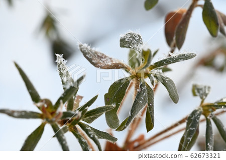 Ishikusu flower branches frozen in winter Ishikusu flower branches frozen in winter 62673321