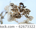 Withered hydrangea flowers towering in the snow 62673322