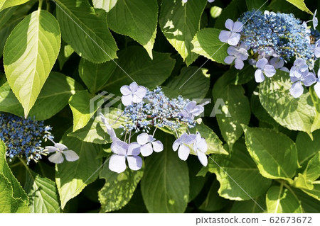繡球花蕾 繡球花蕾 62673672