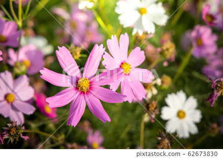 Beautiful Cosmos flowers in garden. Nature Beautiful Cosmos flowers in garden. Nature 62673830