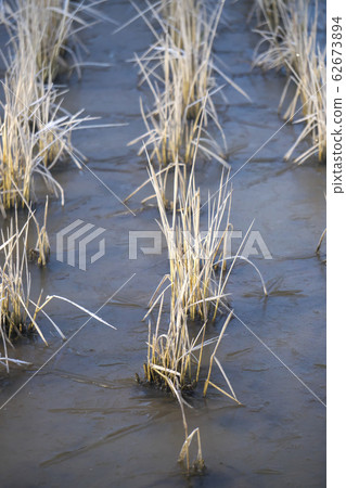 冷凍的冬季稻田 62673894