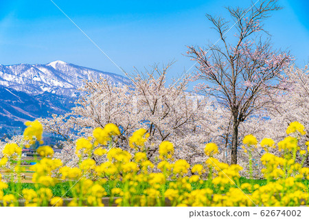 Cherry blossoms, rape blossoms and the Northern Alps [Nagano Prefecture] 62674002