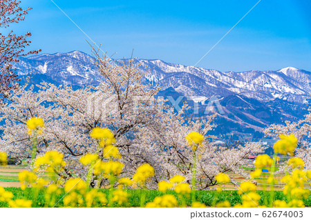 Cherry blossoms, rape blossoms and the Northern Alps [Nagano Prefecture] 62674003