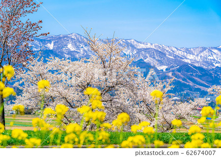Cherry blossoms, rape blossoms and the Northern Alps [Nagano Prefecture] 62674007